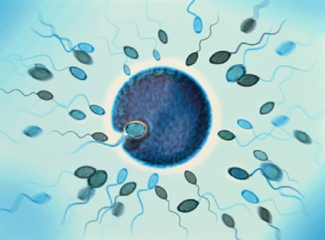 Sự thụ tinh của tinh trùng và trứng